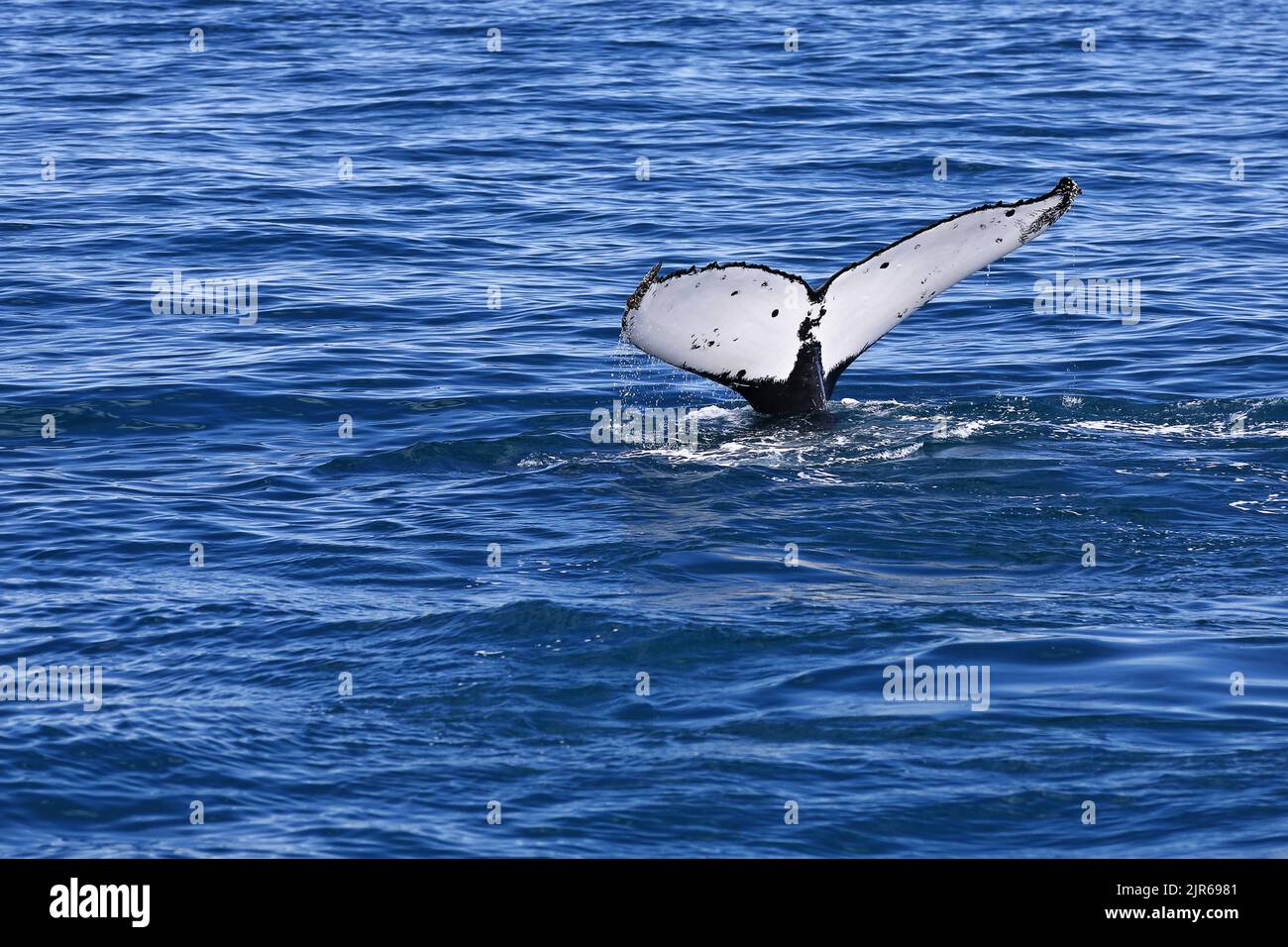 128 Southern humpback whale-Megaptera novaeangliae australis lobtailing in Moreton Bay. Brisbane-Australia. Stock Photo