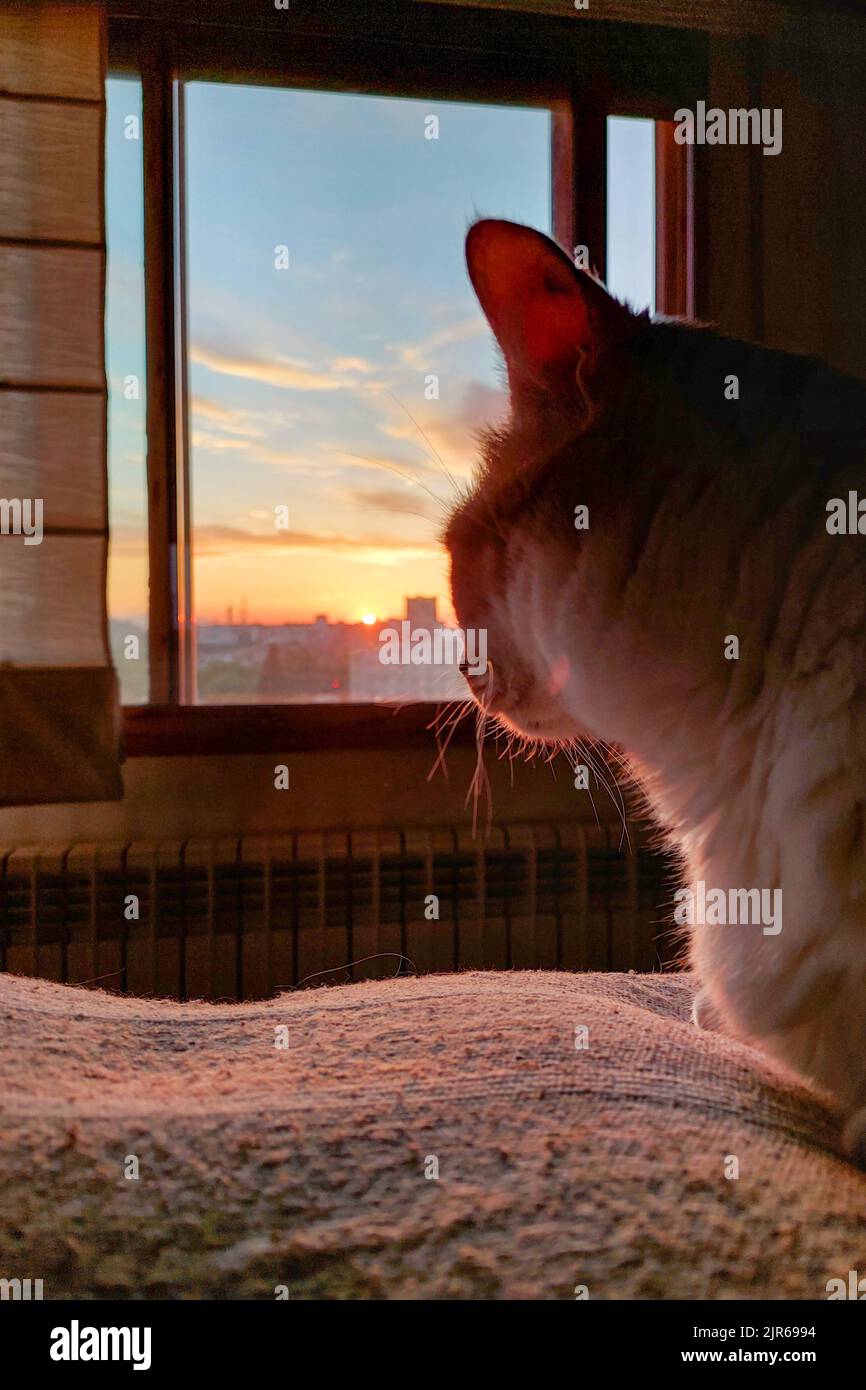 Candid portrait of a cat laying on bed in bedroom, with open window and