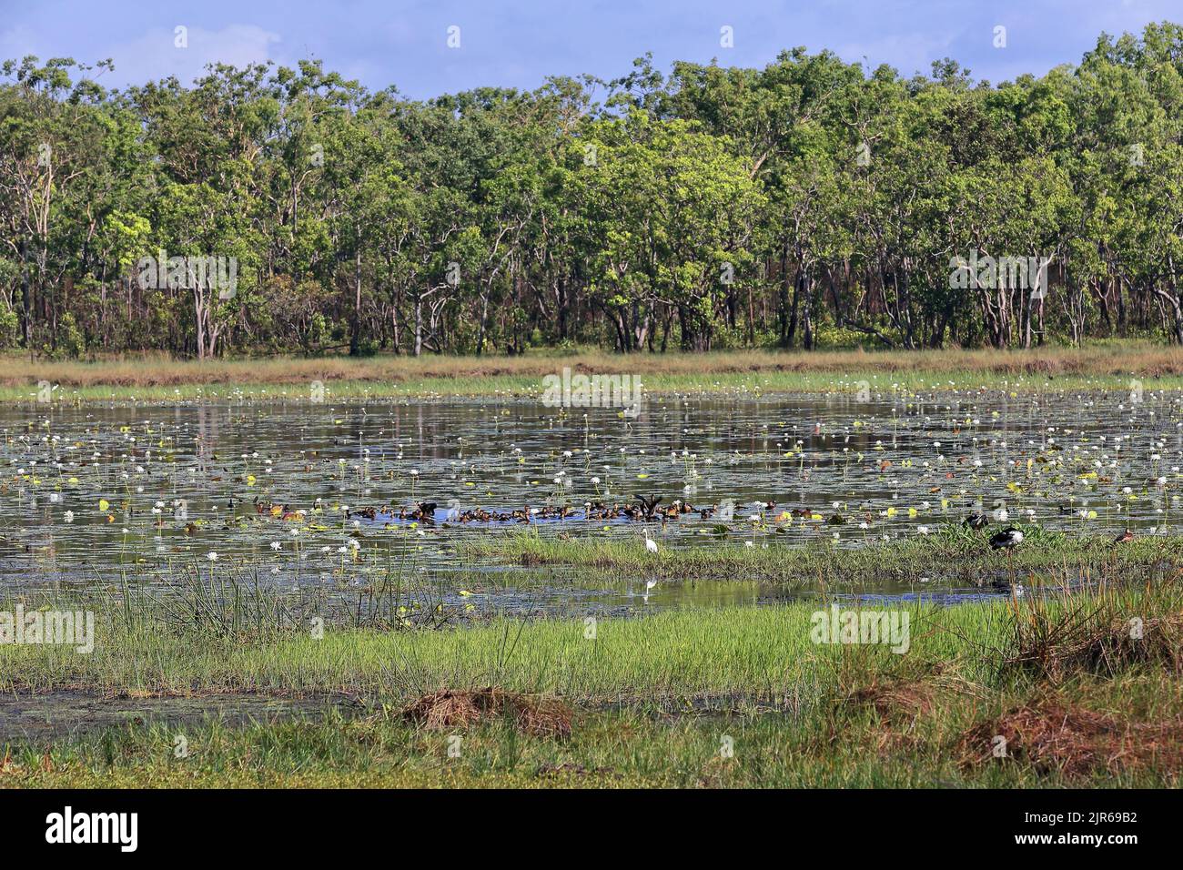 150 Marshlands and birdlife in the Port Darrwin wetlands. Nothern Territory-Australia. Stock Photo