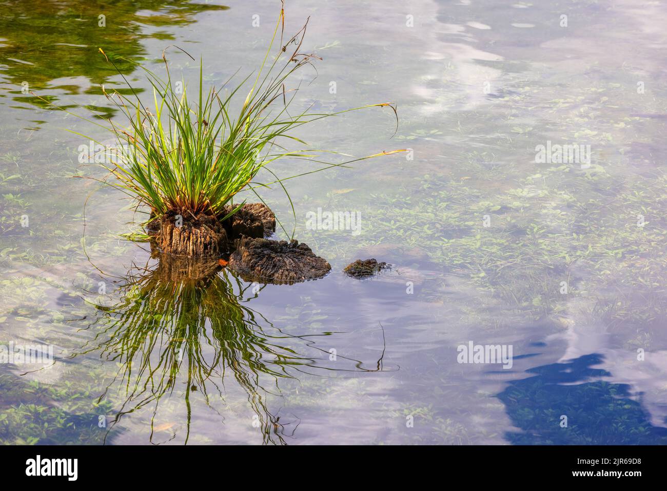 Background and copy space available in this nature scene where grass grows out of a tree stump surrounded with water Stock Photo