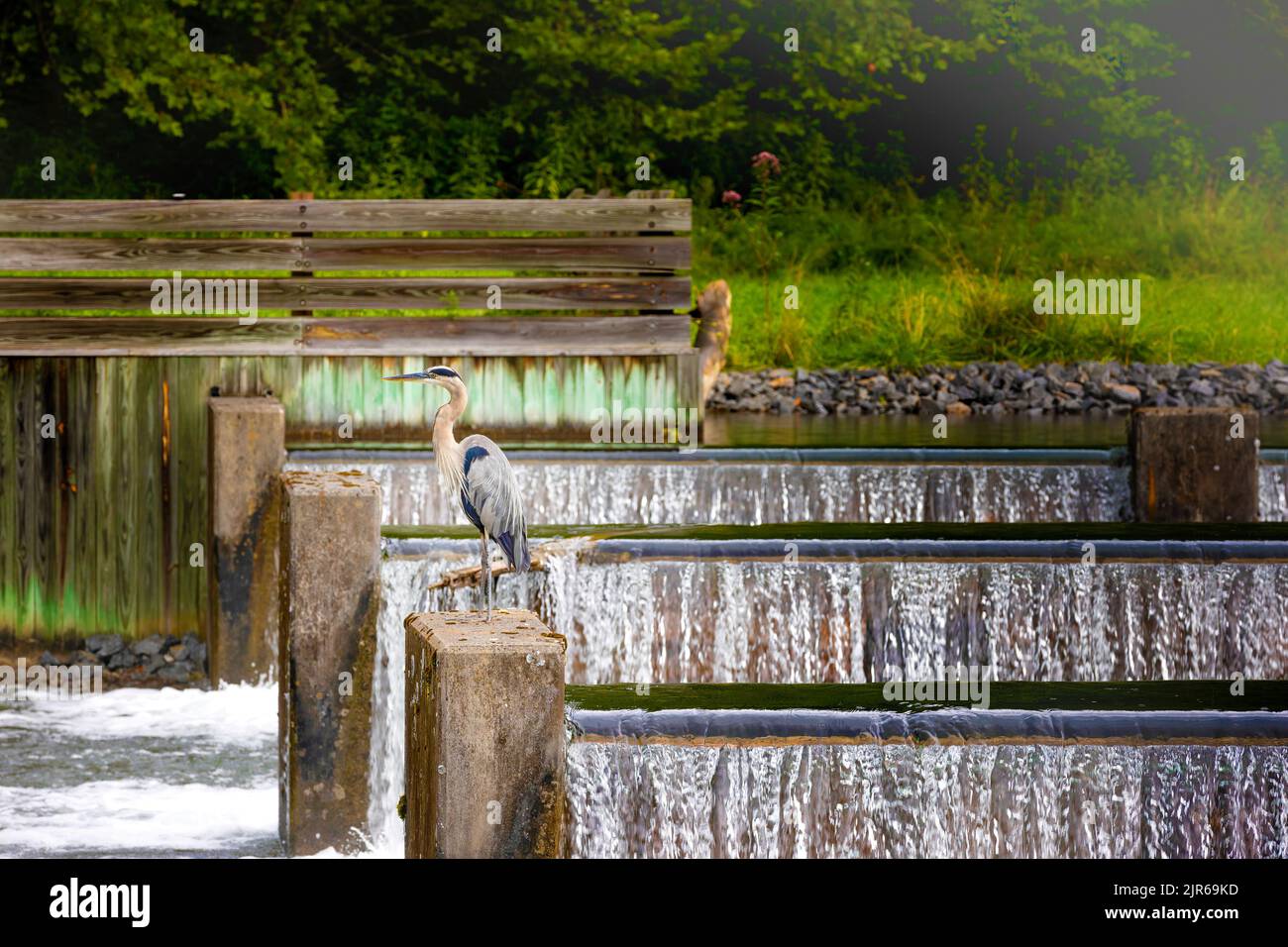 A large great blue heron stands on a cement post, a section of a weir dam in Tennessee. Stock Photo