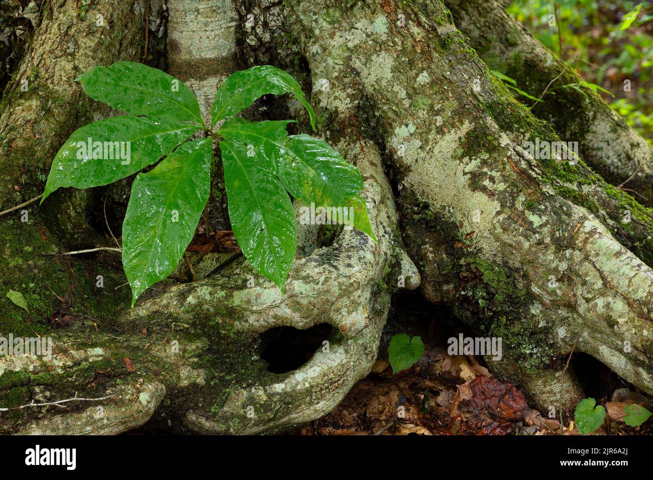 Large green leaves plant grows at the base of a tree and it's roots. Stock Photo