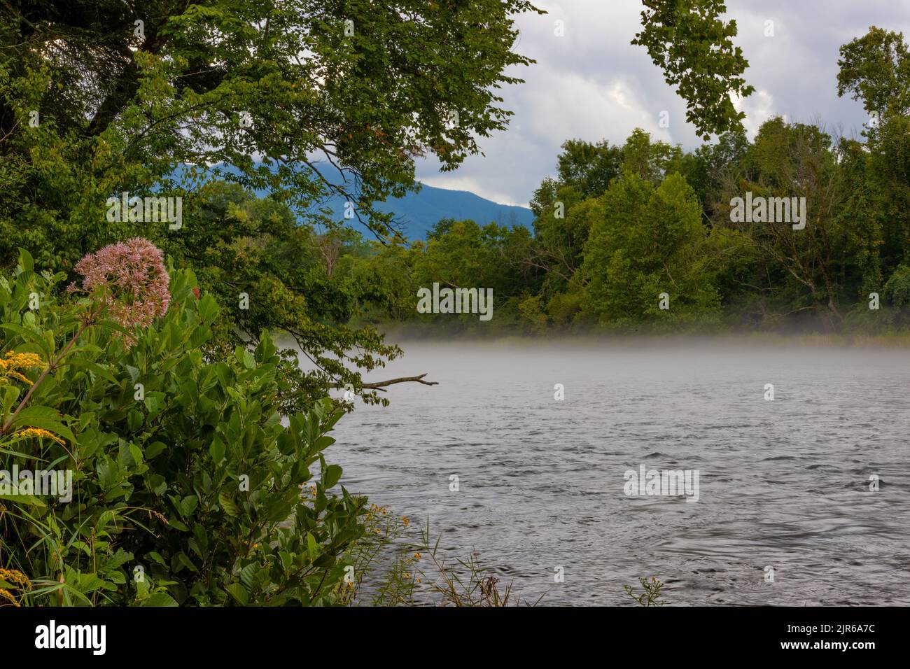 Fog landscape over flower hi-res stock photography and images - Alamy