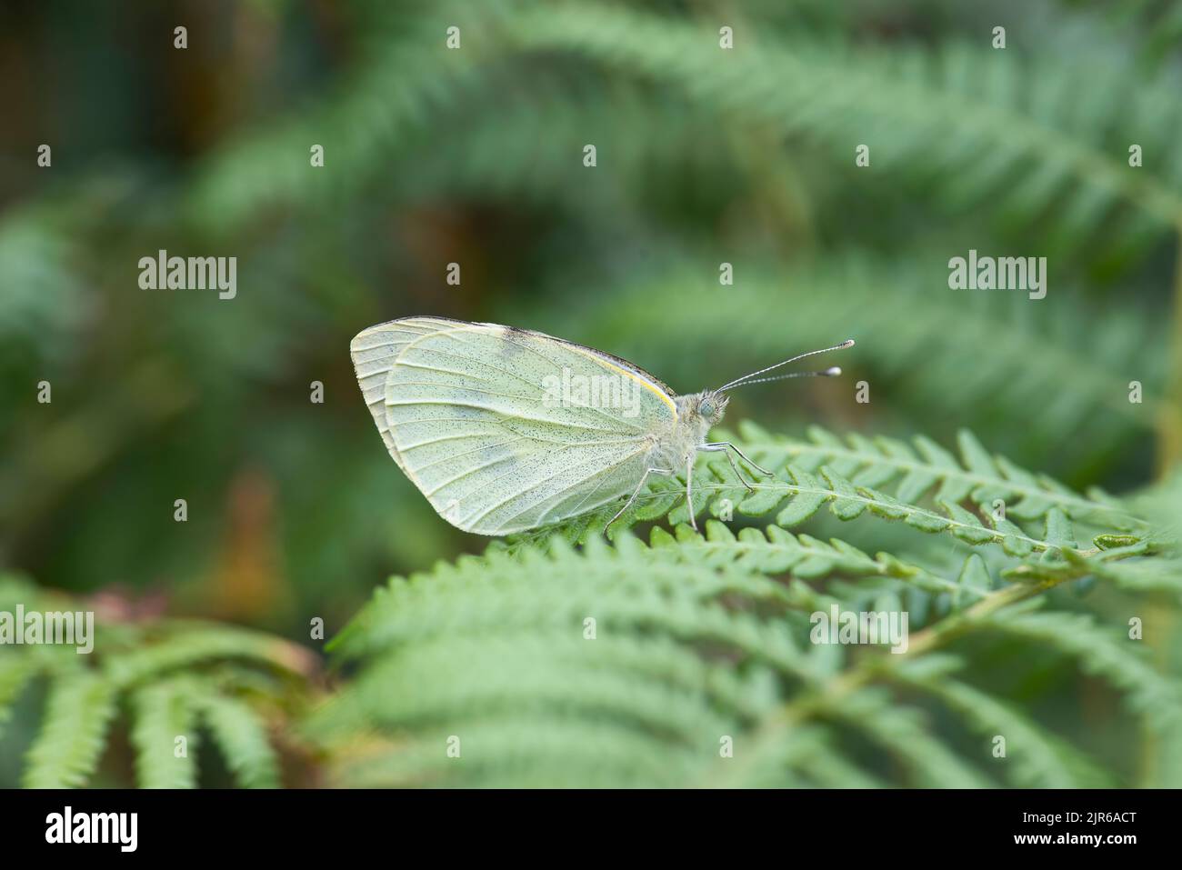 Large white (Pieris brassicae), one of several species also known as cabbage whites Stock Photo