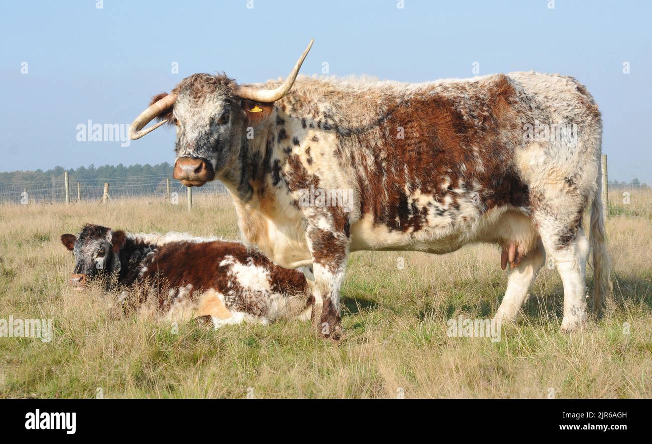 One horn up and one horn down Gabriella the English Longhorn cow at