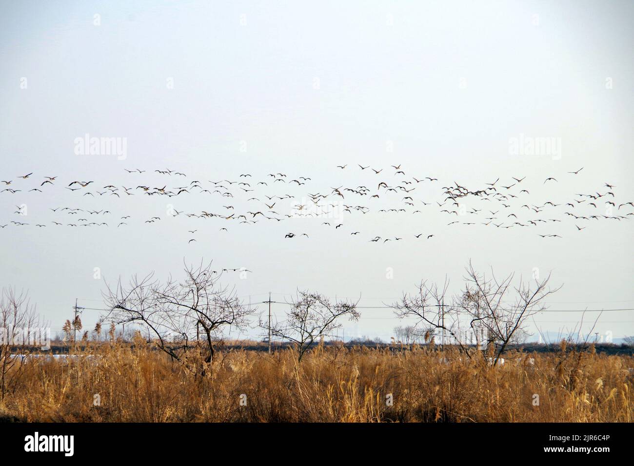 Summer migratory birds hires stock photography