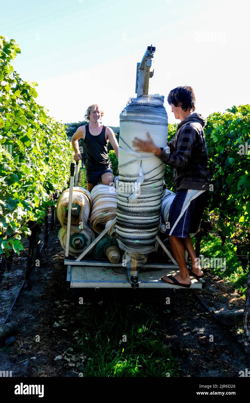 A couple of vineyard workers wrapping  nylon protective sheeting around rows of vines to prevent birds from eating the ripped grapes in Hawkes Bay on North Stock Photo