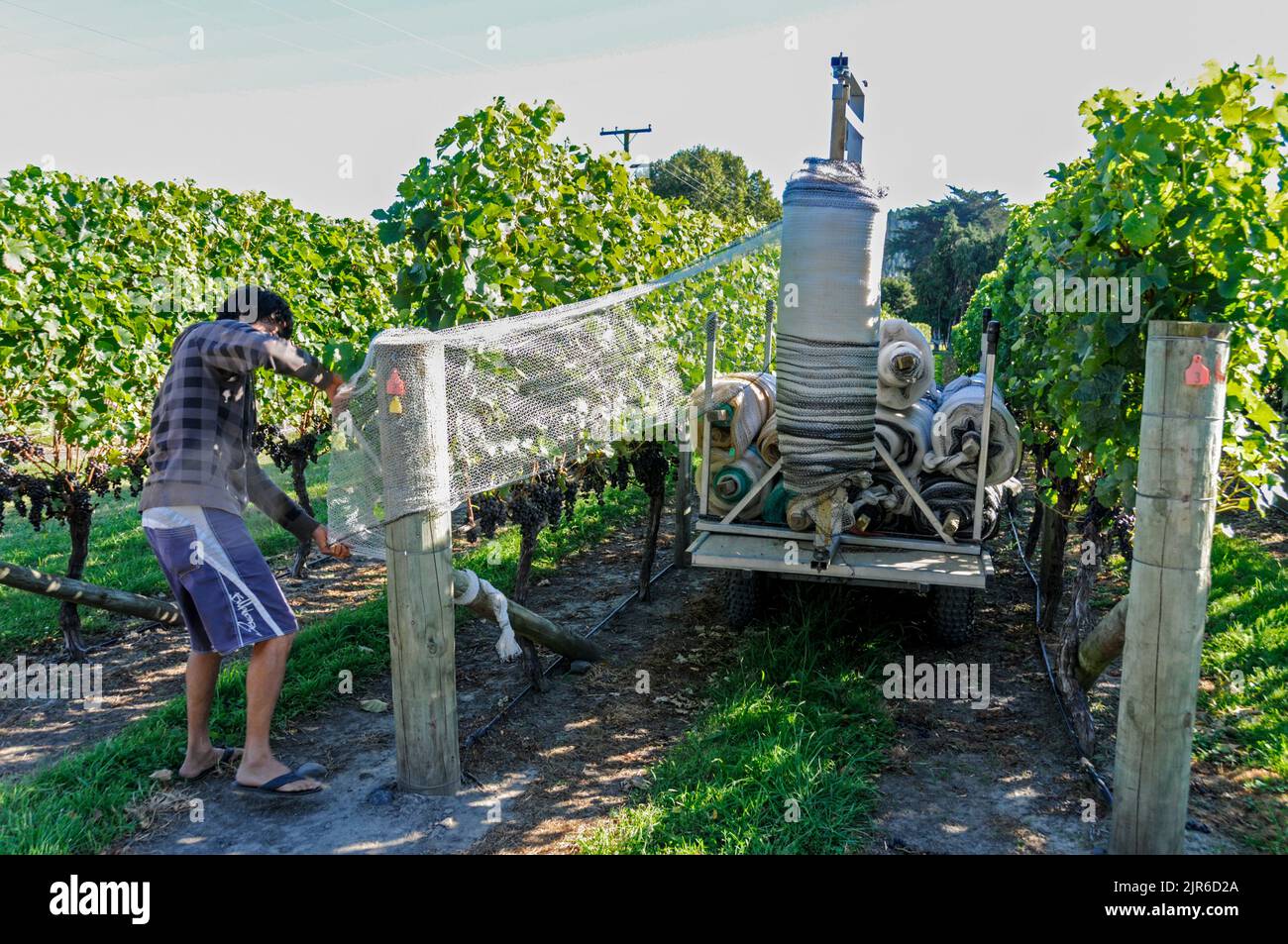A couple of vineyard workers wrapping  nylon protective sheeting around rows of vines to prevent birds from eating the ripped grapes in Hawkes Bay on North Stock Photo