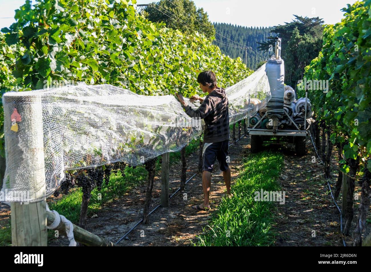 A couple of vineyard workers wrapping nylon protective sheeting around