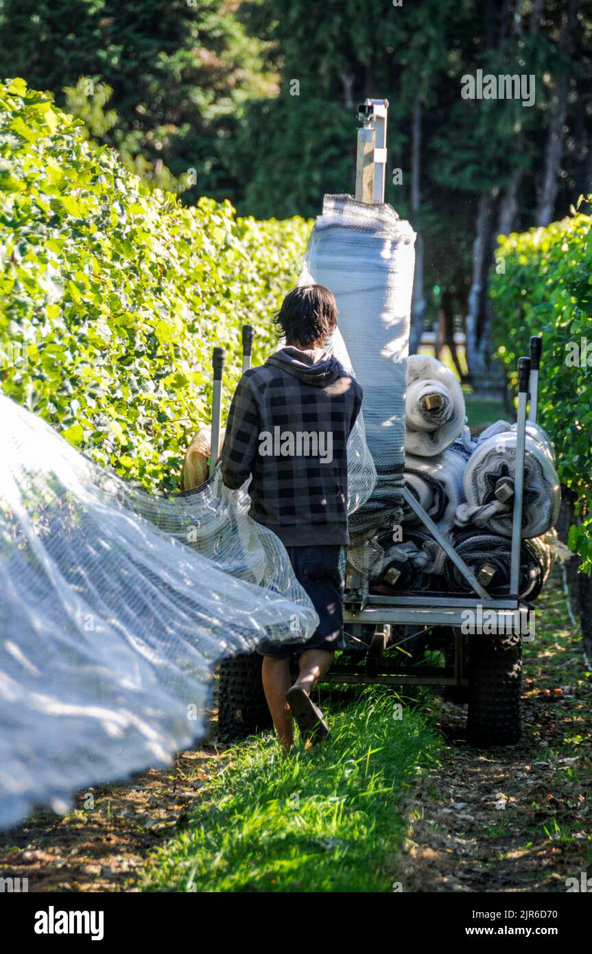 A couple of vineyard workers wrapping  nylon protective sheeting around rows of vines to prevent birds from eating the ripped grapes in Hawkes Bay on North Stock Photo