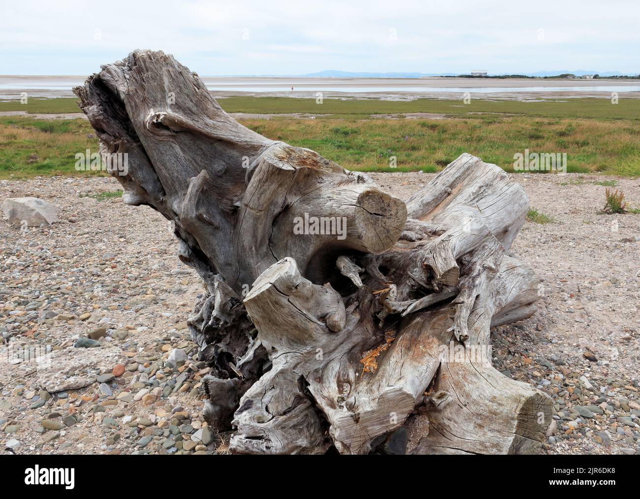 Driftwood with a sculpted appearance suggesting life form Stock Photo