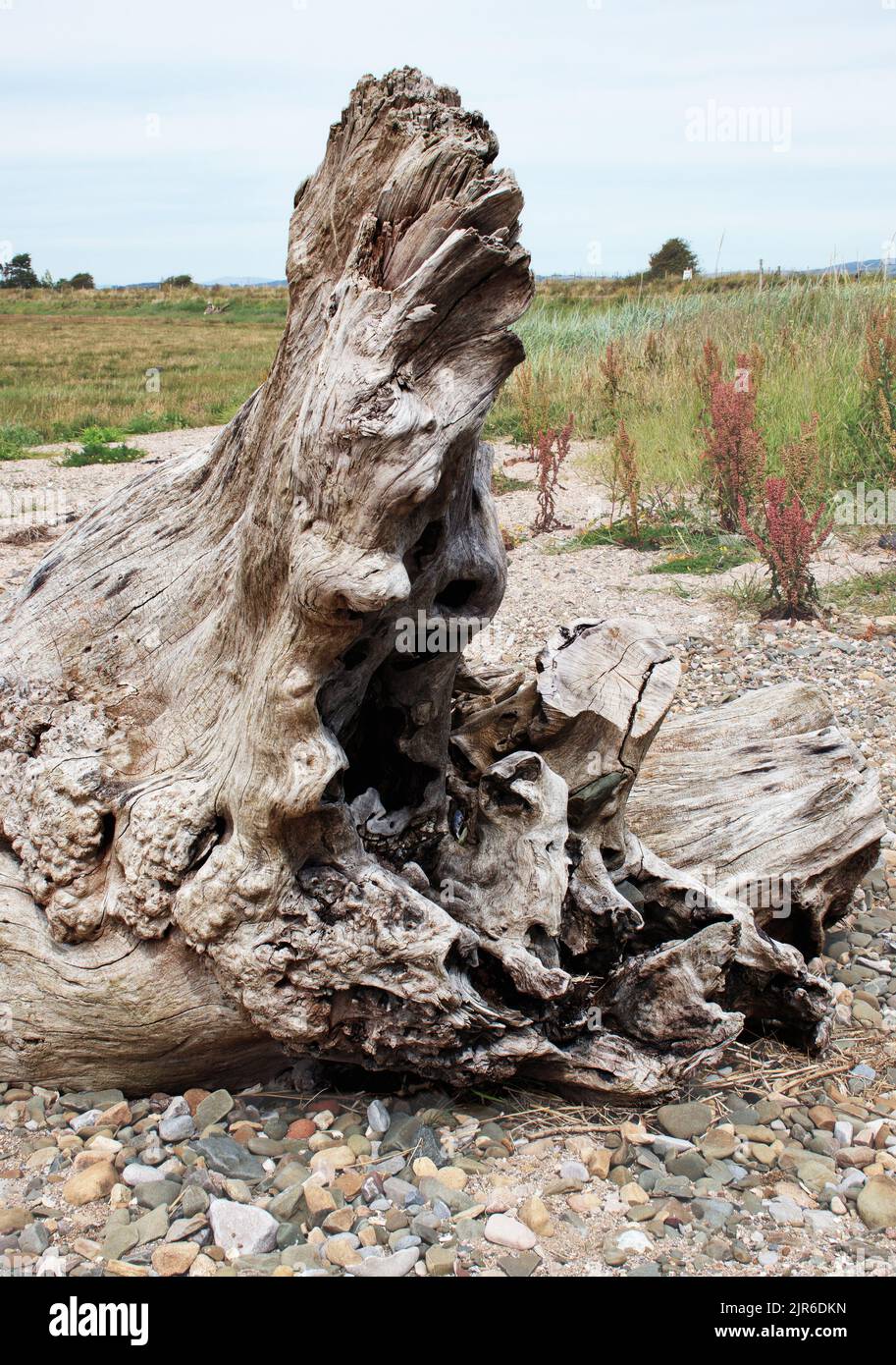 Driftwood with a sculpted appearance, in portrait format, suggesting life form Stock Photo
