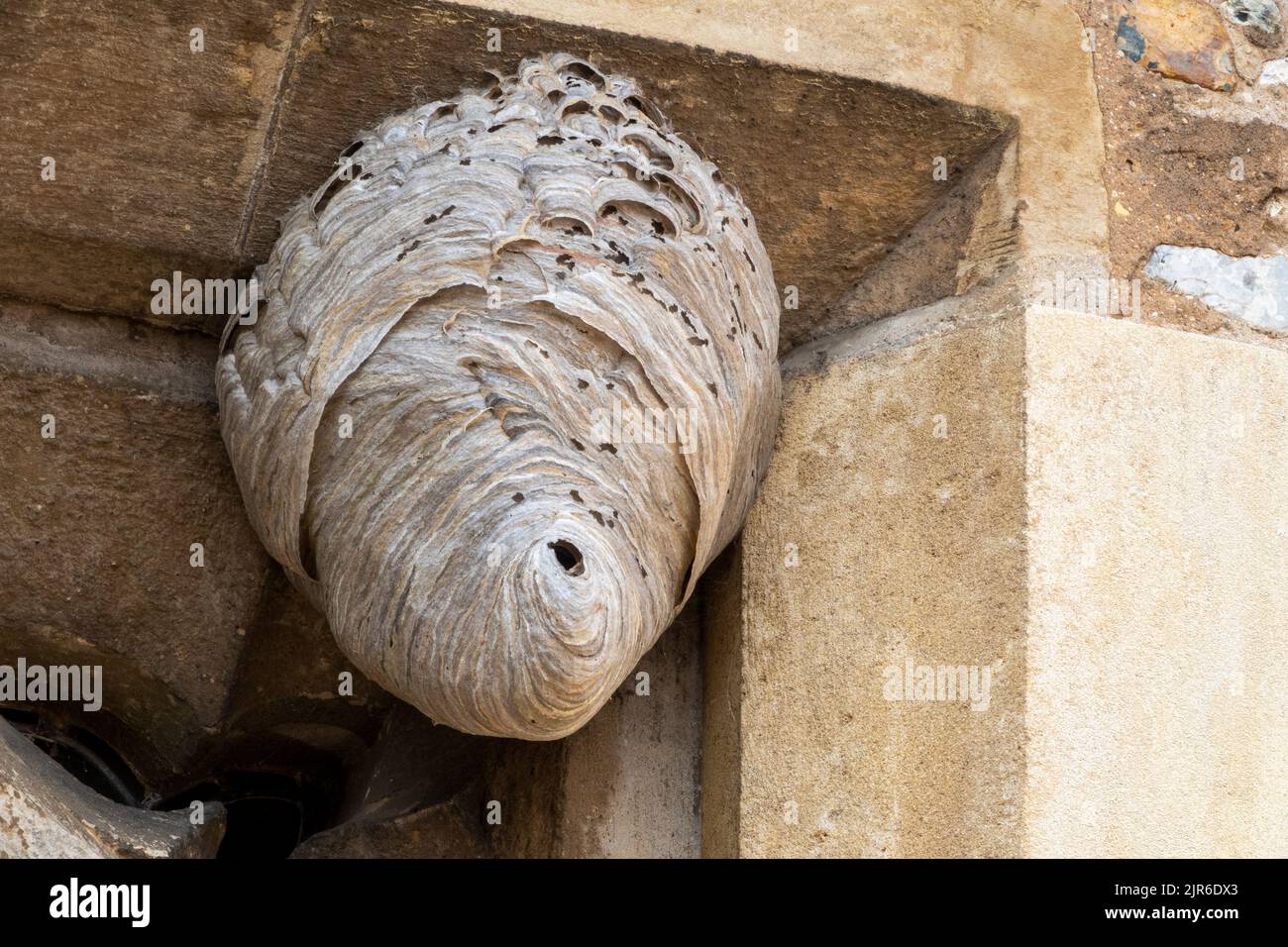 Wasp nest on church building, Suffolk Stock Photo