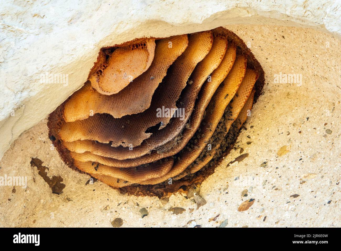 Hanging suspended wax bee nest sections in an exterior hollow with several bees around. Stock Photo