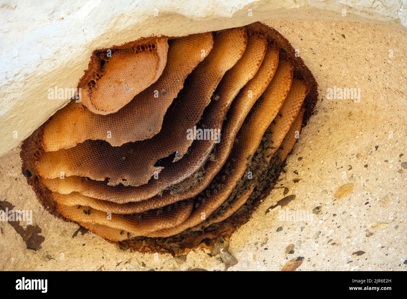Hanging suspended wax bee nest sections in an exterior hollow with several bees around. Stock Photo