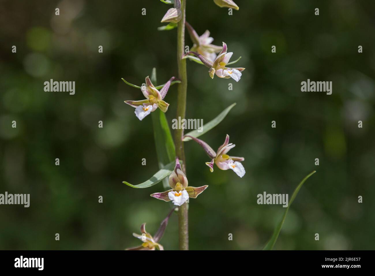 Epipactis palustris (marsh helleborine), a beautiful wild orchid native to Europe flower macro. Wild orchid (Epipactis palustris) in natural dune habi Stock Photo