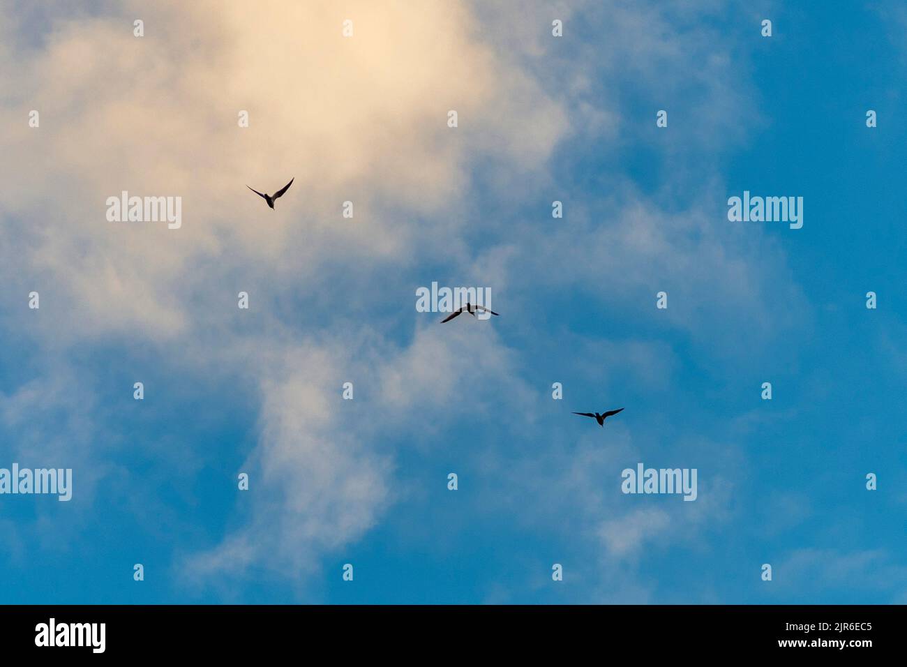 A beautiful shot of three birds soaring high in the blue sky under ...