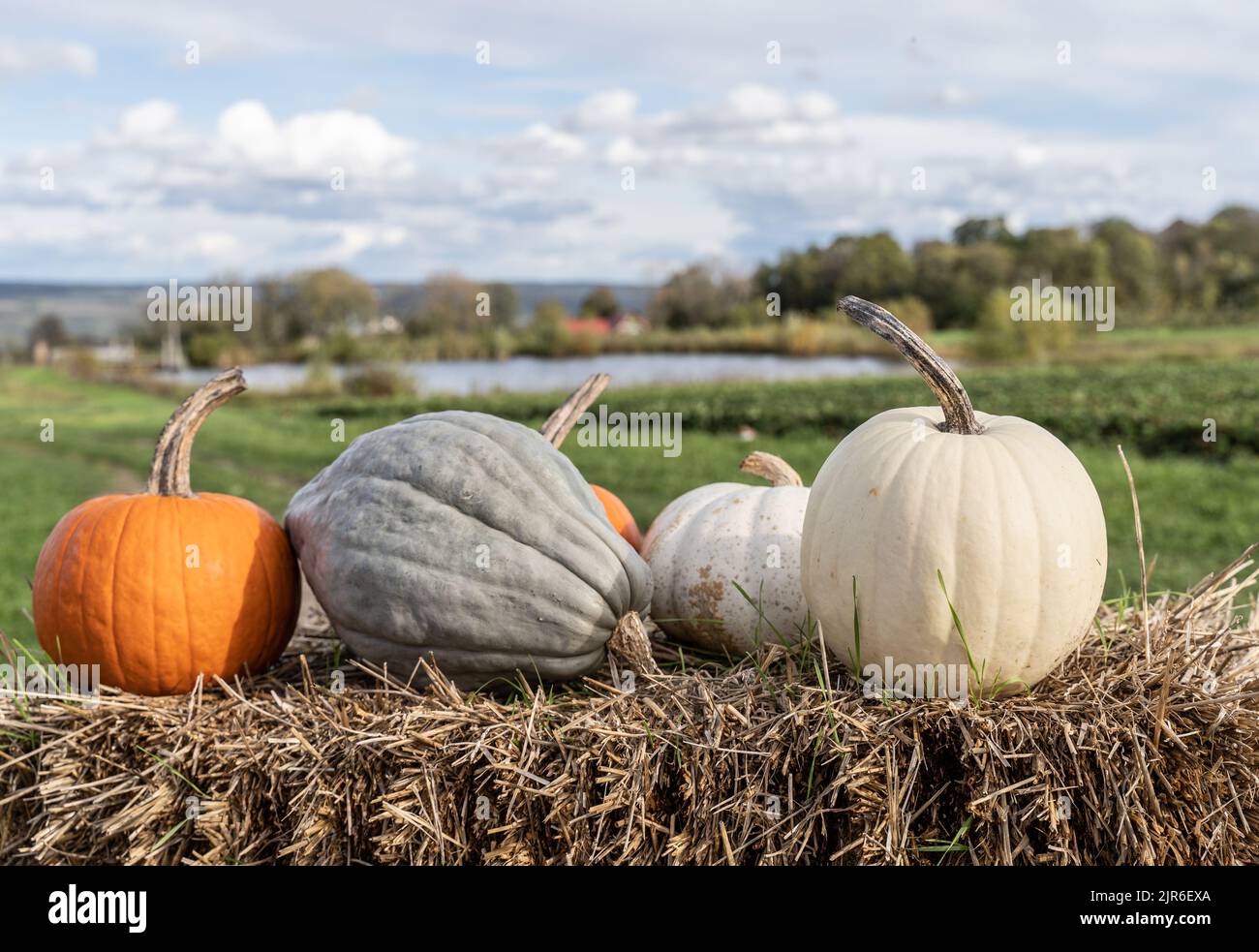 Pumpkins on for sale ready for Fall Holidays at local Orchard in the Finger Lakes Region of New York. Stock Photo