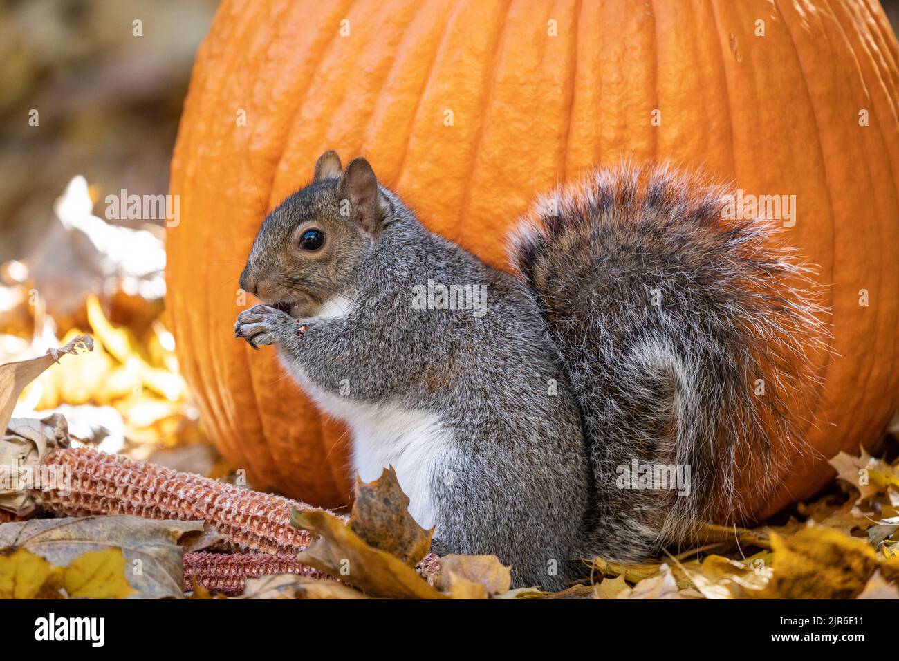 Cute Eastern Gray Squirrel eating corn and pumpkin seeds. Stock Photo