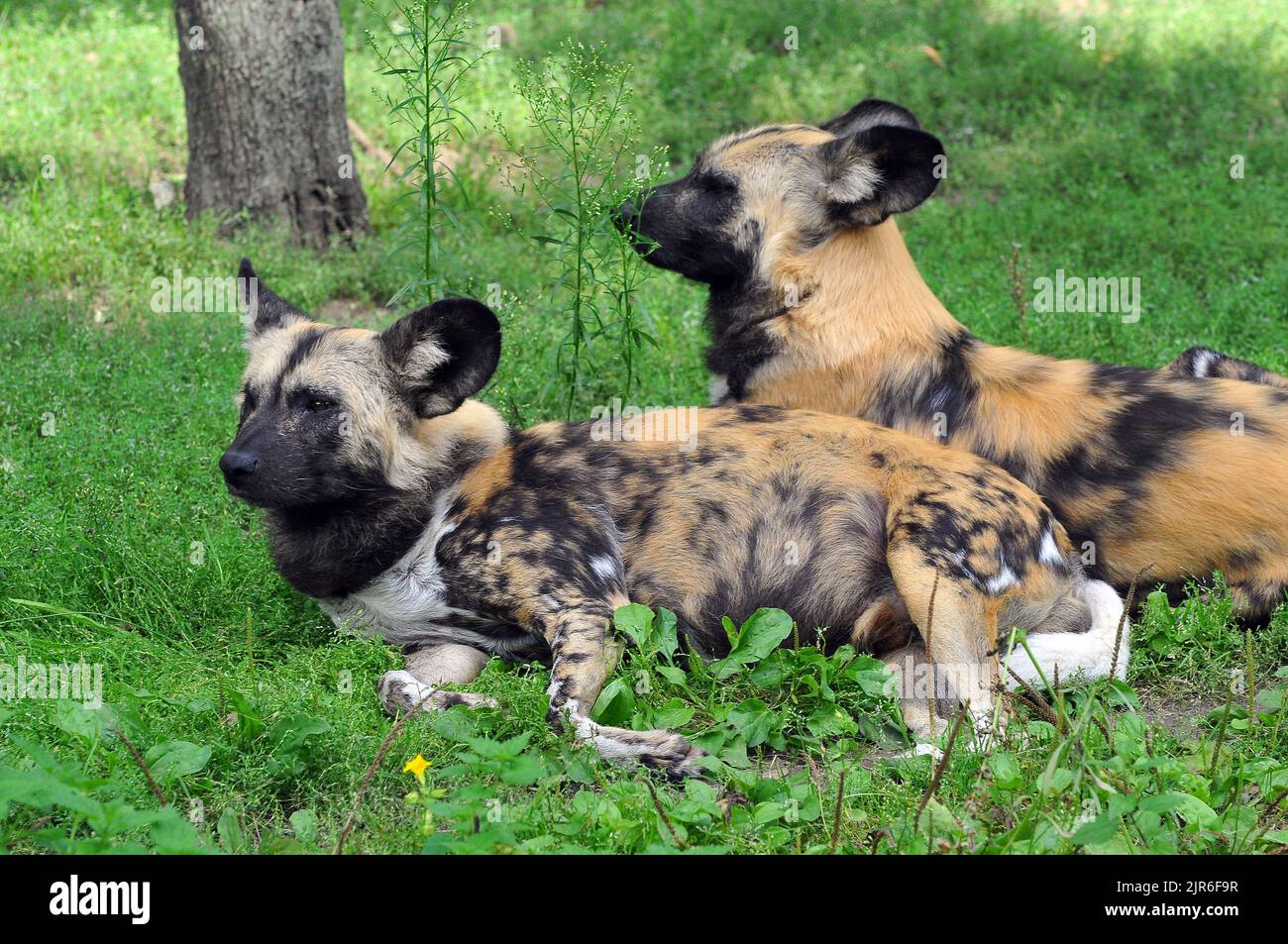 African wild dog, African painted dog, African hunting dog, Afrikanischer Wildhund, sauvage d'Afrique, Lycaon pictus, hiénakutya Stock Photo