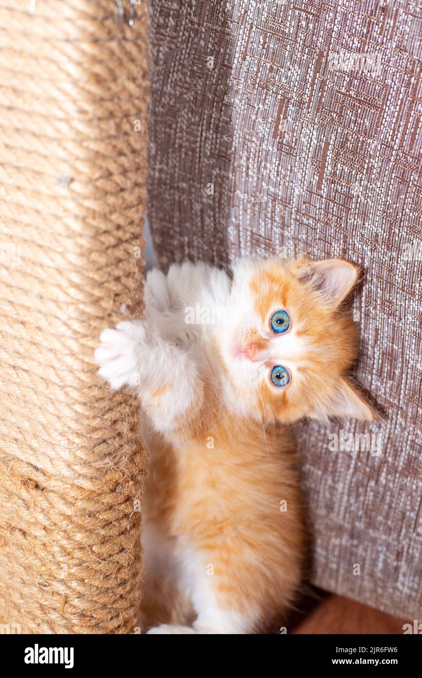 Development Of Kittens