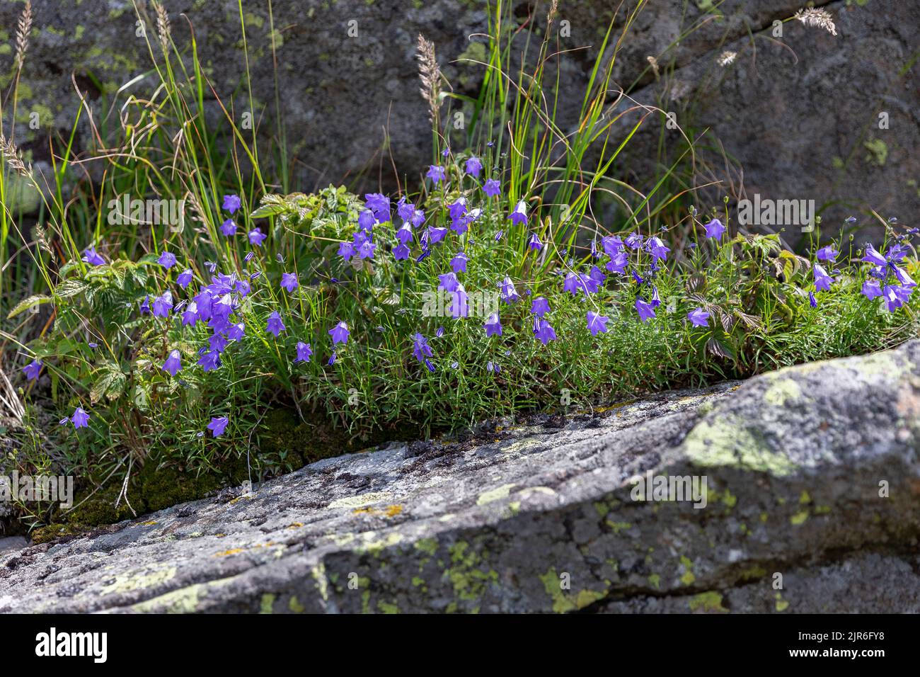 Campanula tatrae is a high-altitude plant that grows on rocks in the Carpathians. Stock Photo