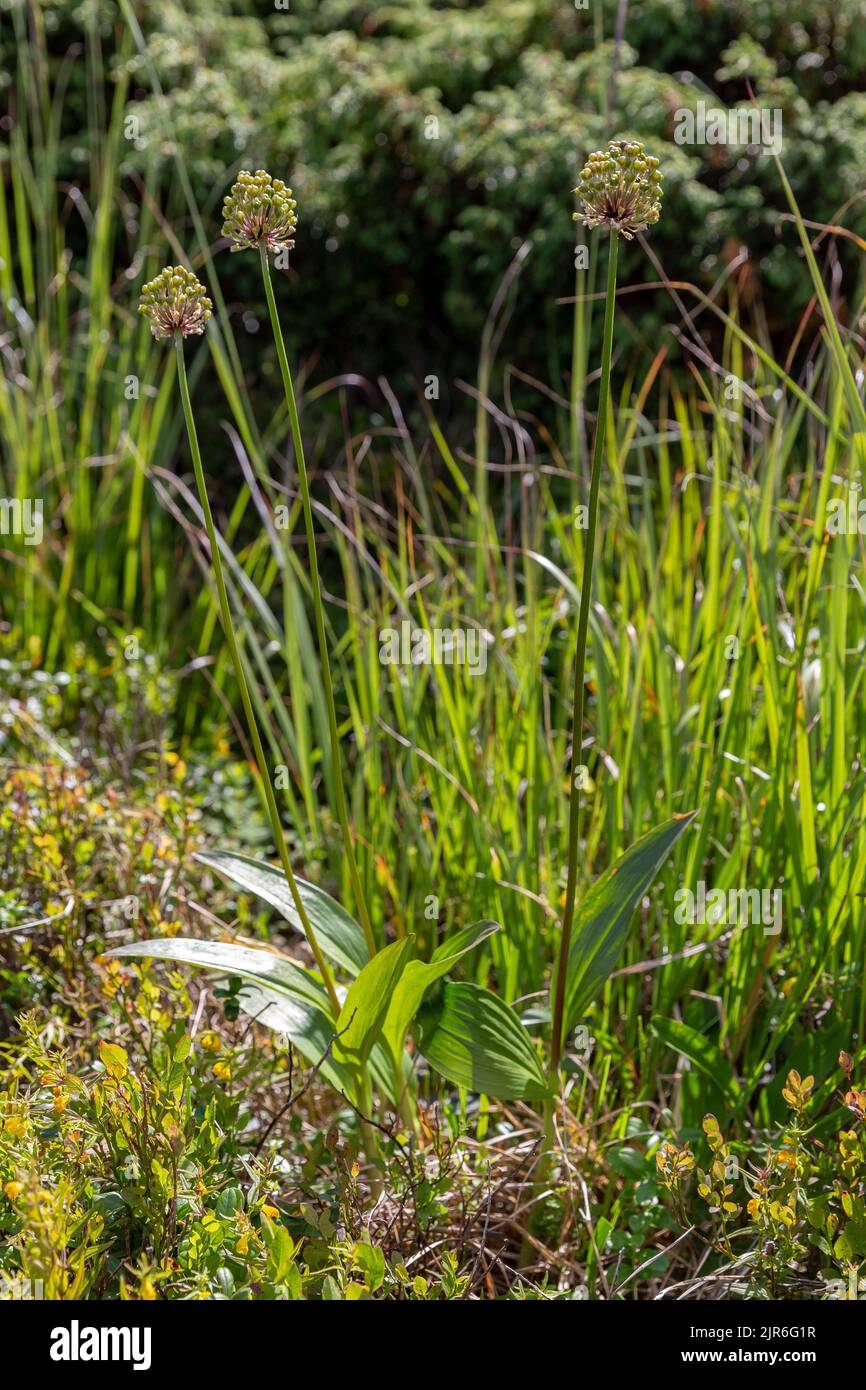 Alpine leek (Allium victorialis) in summer Carpathian mountains, Ukraine. Stock Photo