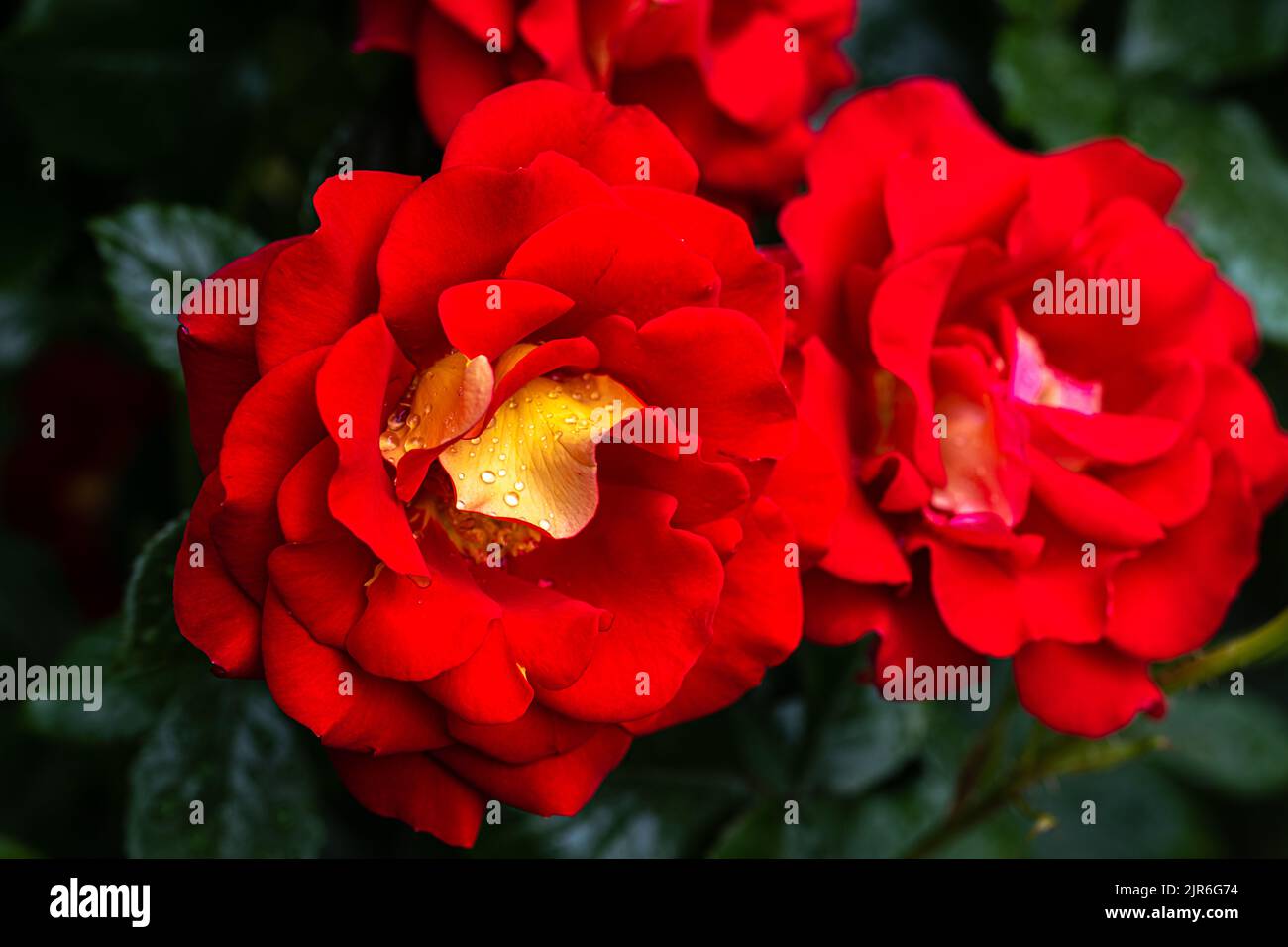 Flowering ‘Ketchup and Mustard’ Floribunda Rose Stock Photo Alamy