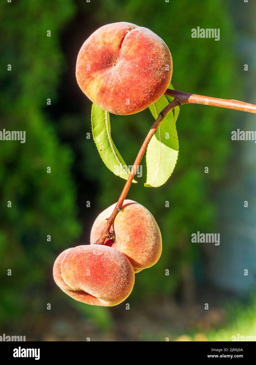 Close-up of the fruits of the Paraguayan tree Stock Photo