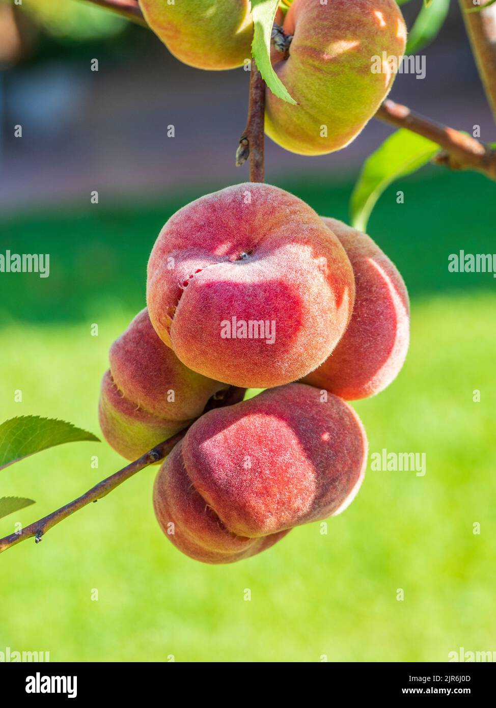 Close-up of the fruits of the Paraguayan tree Stock Photo