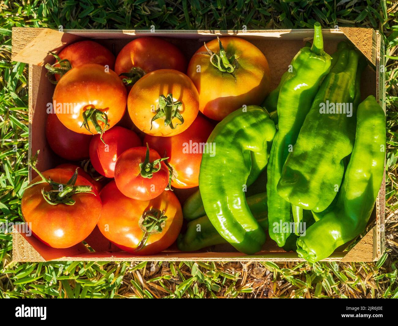 Wooden box with organic tomatoes and peppers Stock Photo