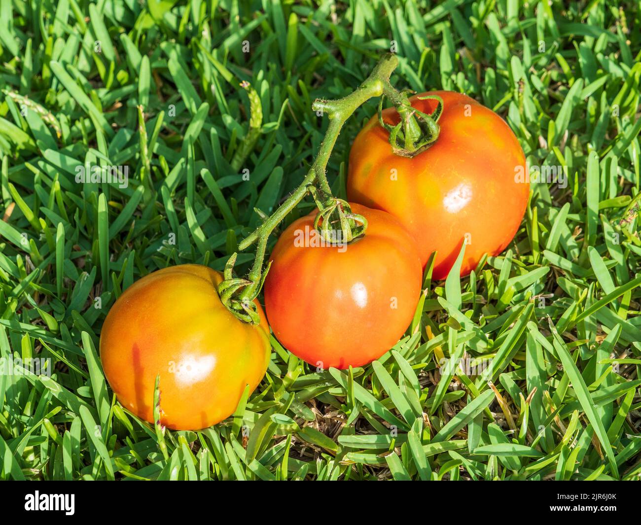Close-up of three vine tomatoes Stock Photo