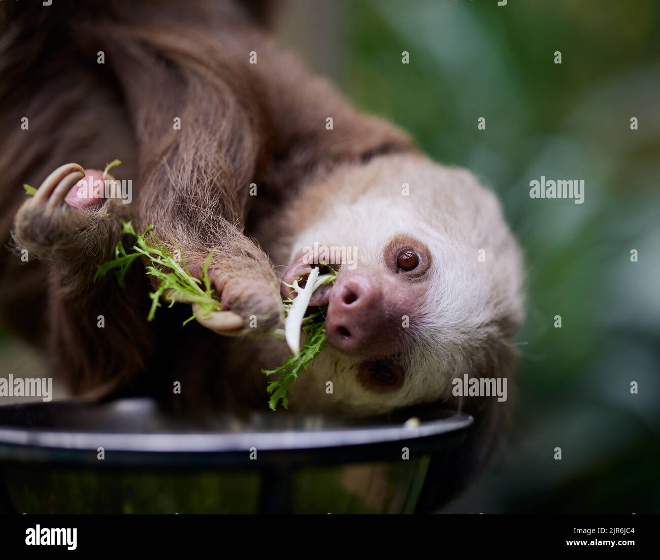 Hanging position hi-res stock photography and images - Alamy