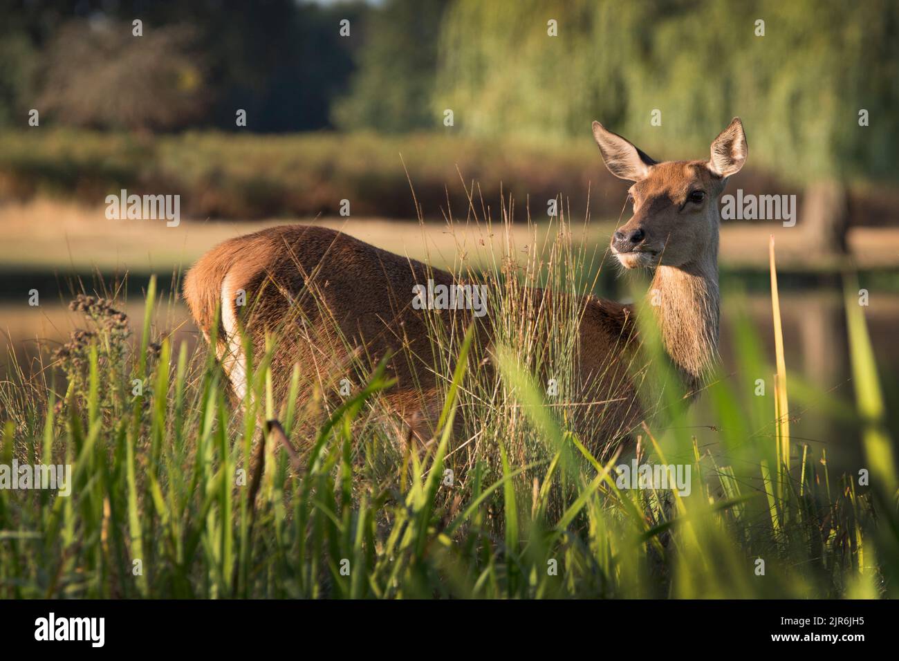 Deer hiding in the long grasses next to pond Stock Photo