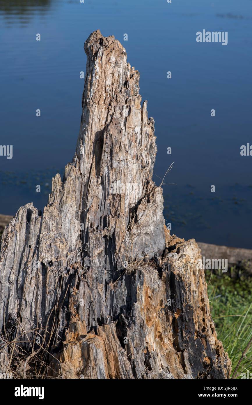 Very old tree stump left to rot and taken over by insects Stock Photo