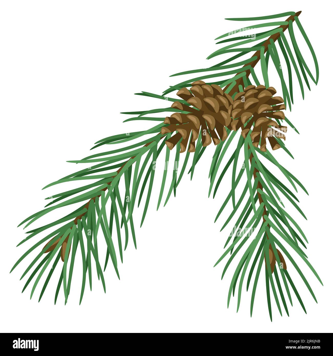 Illustration of spruce branch with cones. Merry Christmas and Happy New ...