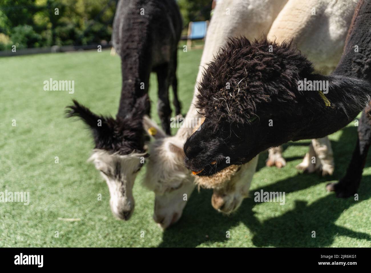 Zoo animals different together hi-res stock photography and images - Alamy