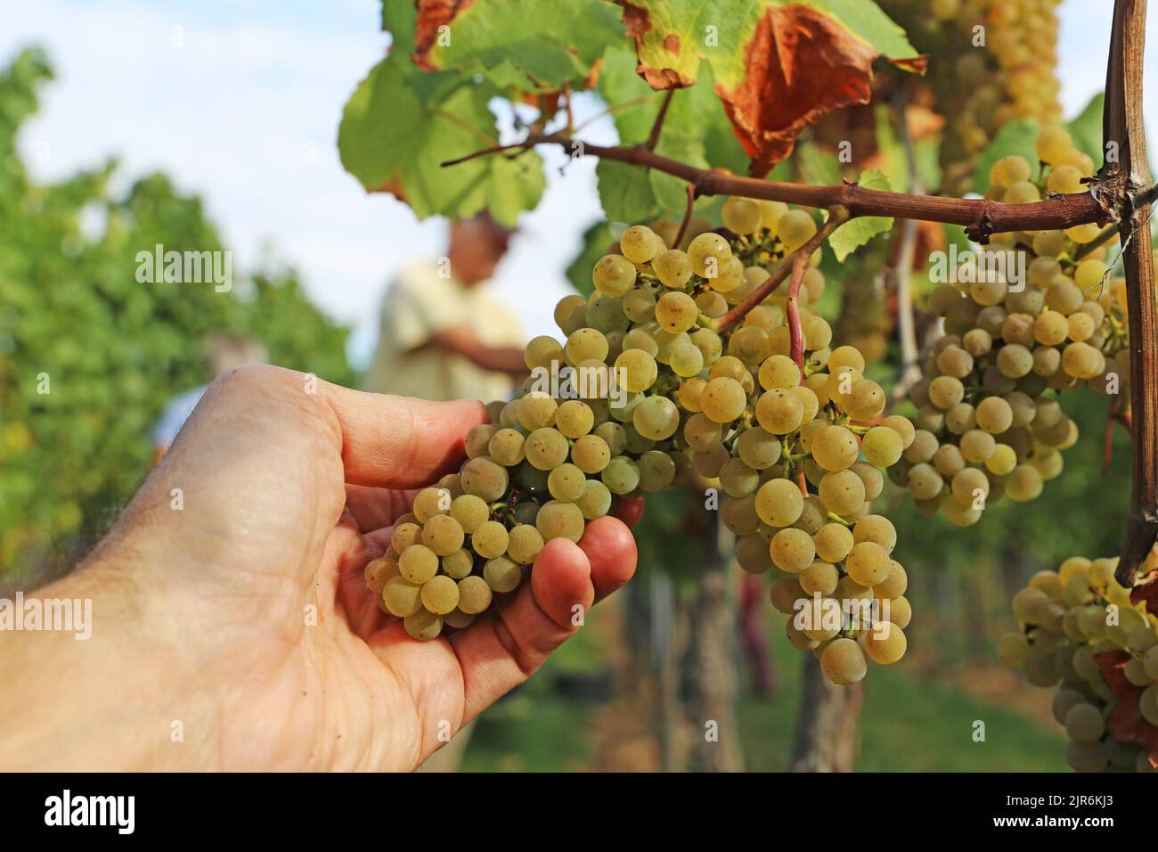 Hand harvesting, manual grape harvesting Stock Photo Alamy