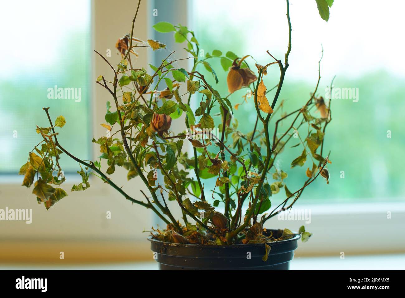 A dead flower in a vase on a black background is illuminated by white light. A dried flower in a