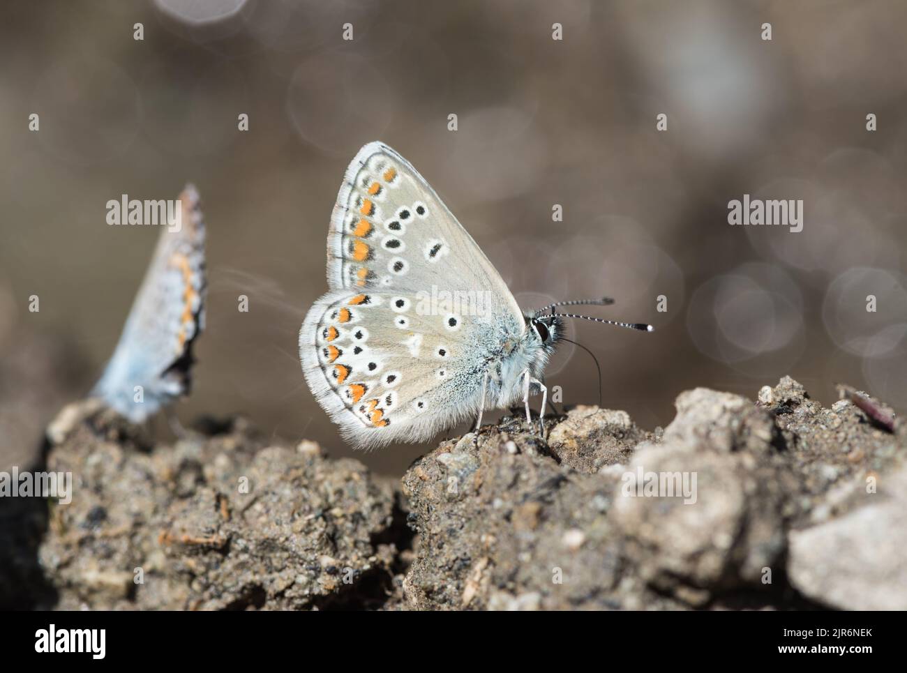 Mud-puddling Blue Argus (Plebeius anteros) Stock Photo