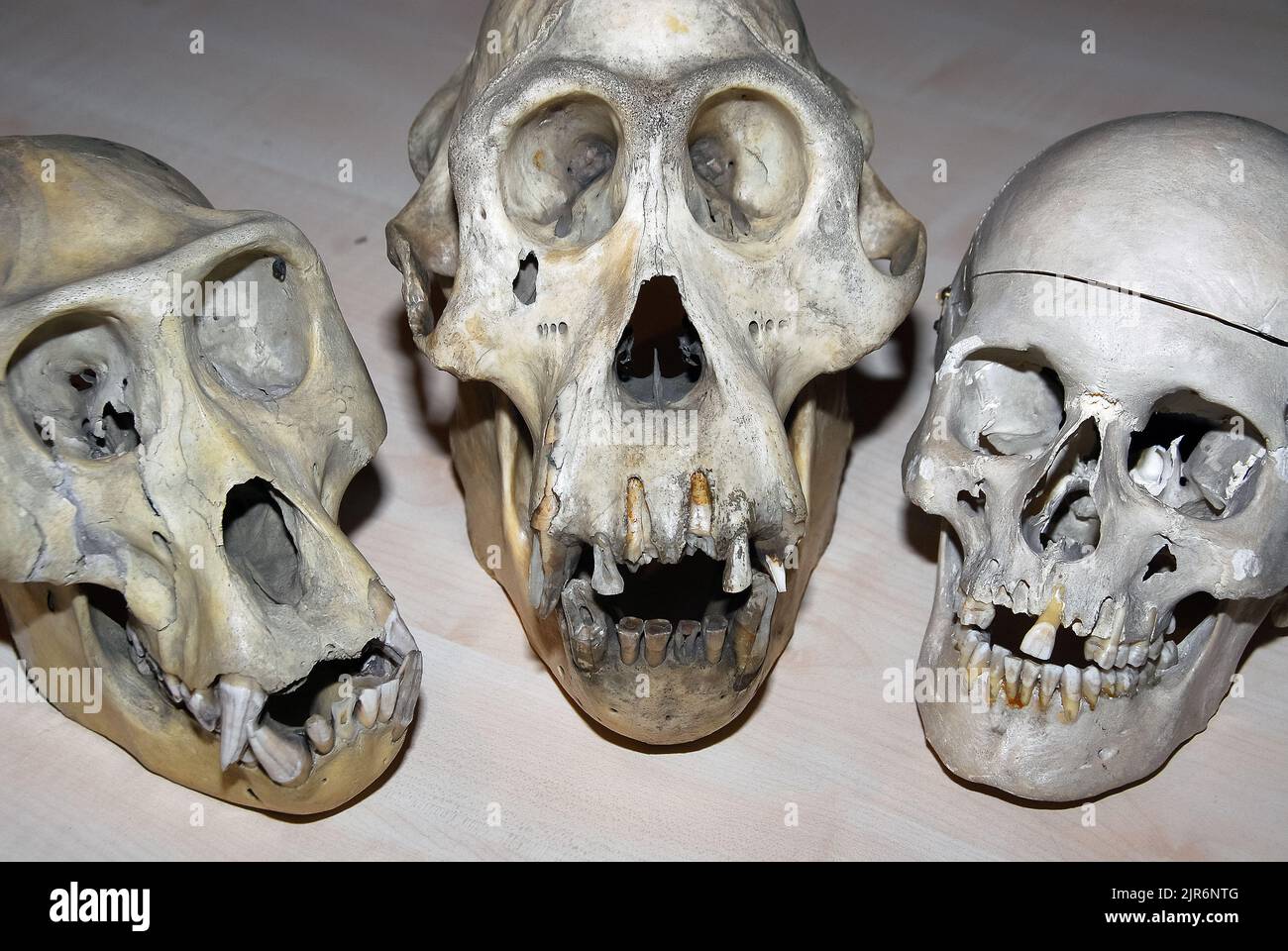 skulls (from left to right), Sumatran orangutan, Western lowland gorilla, Human Stock Photo