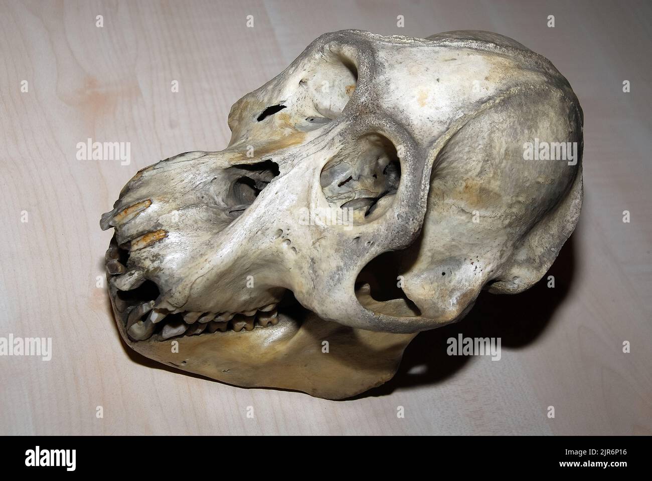 skull, Sumatran orangutan, Sumatra-Orang-Utan, Orang-outan de Sumatra, Pongo abelii, szumátrai orangután Stock Photo