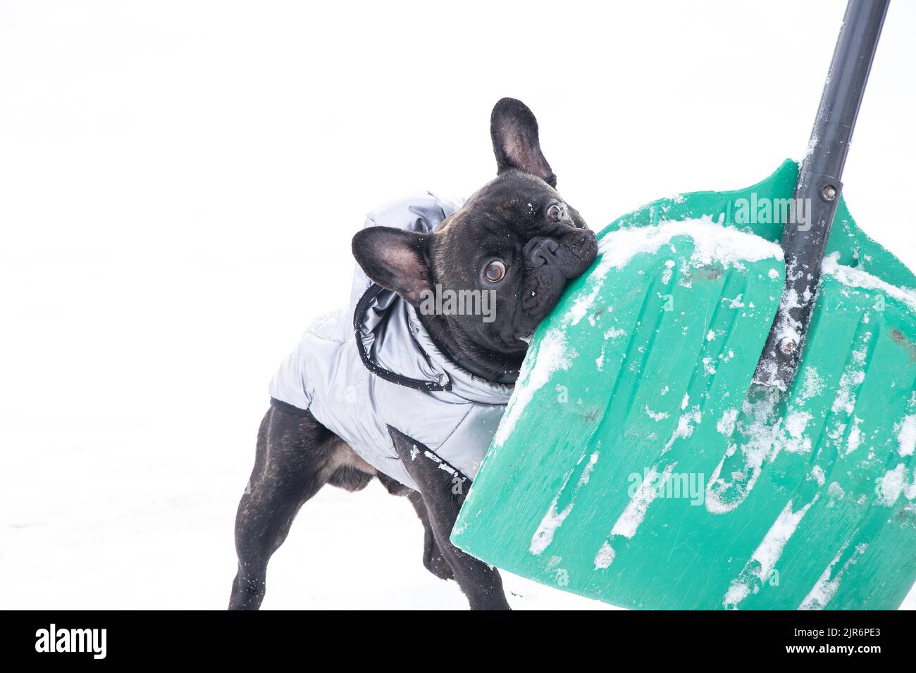 french bulldog in winter in a jacket on the snow for walks, the dog in