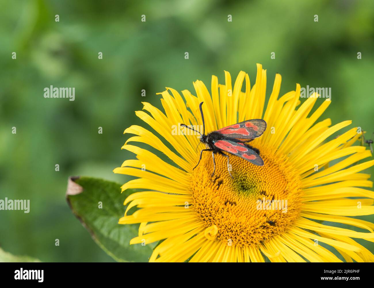 Un-identified Burnet Moth (Zygaena sp.) Stock Photo