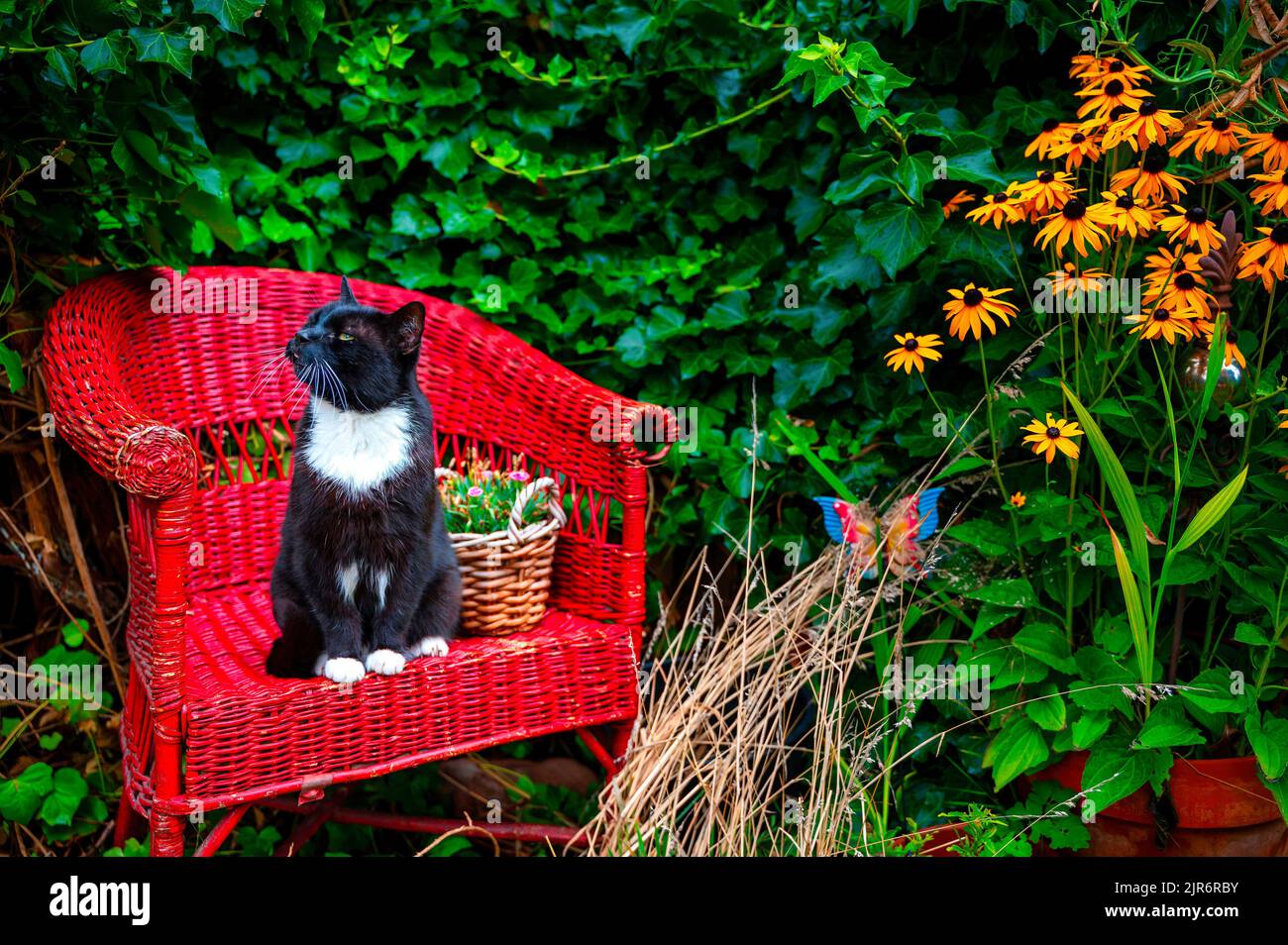 A black and white cat sitting on a red wicker chair in the garden ...