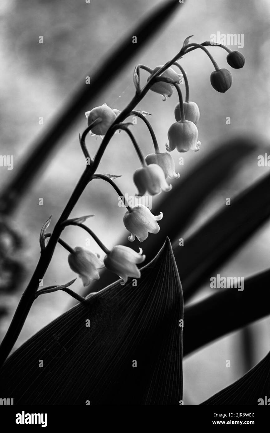 Lily of the valley on white Black and White Stock Photos & Images - Alamy