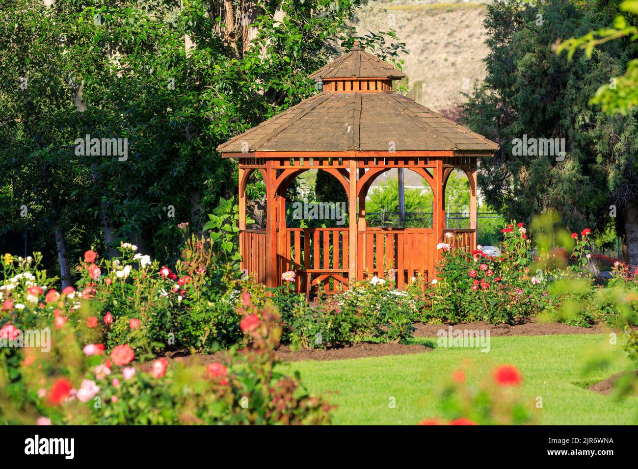 Cedar wooden gazebo at the rose garden in the city park of Penticton