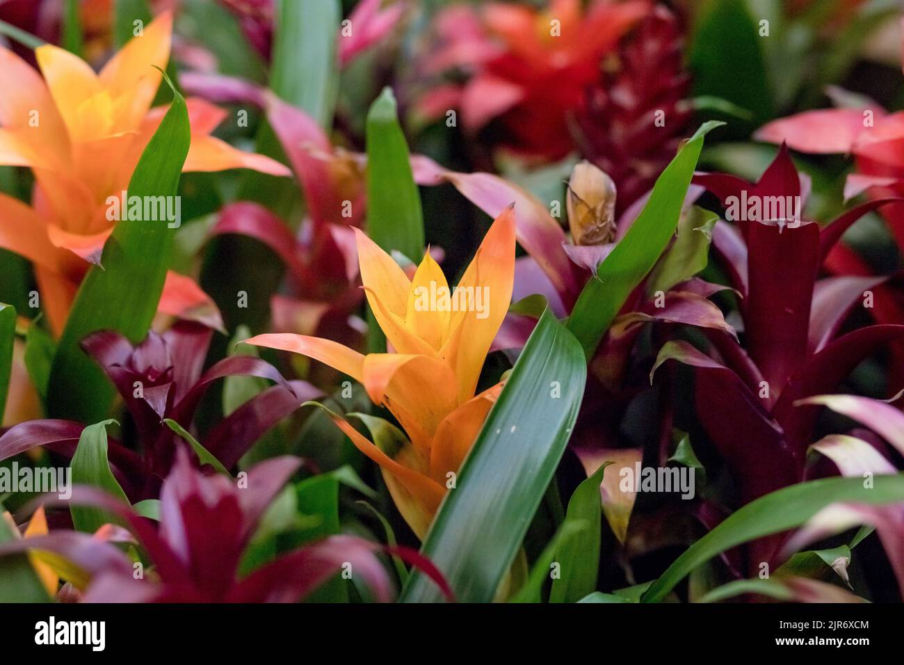 Multicolored bromeliad, colorful bromeliad leaves, Tropical plants in green house for garden decoration. Stock Photo