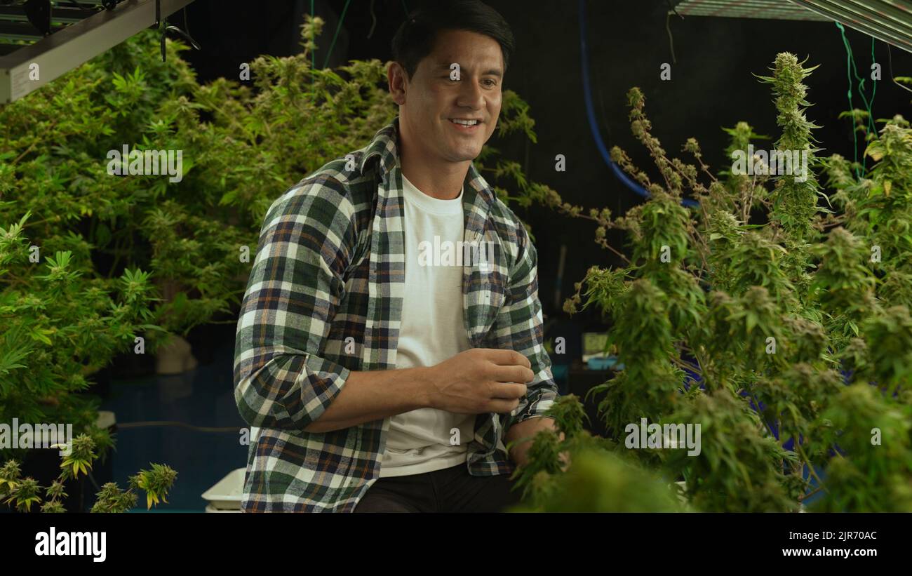 Marijuana farmer smoking rolled marijuana weed joint in curative