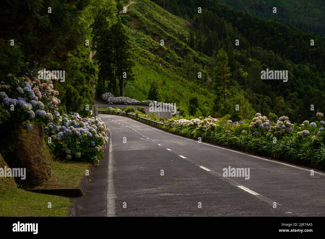 Sloping empty road whit big turn on the end, on a beautiful green landscape with hydrangeas flowers, in Sete Cidades, São Miguel Island in the Azores. Stock Photo